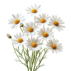 A bouquet of white daisies with yellow centers. The flowers are arranged in a way that they are all facing the same direction, creating a sense of unity and harmony