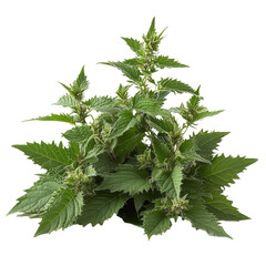 A bunch of green plants with small leaves. The plants are green and have a fresh, healthy appearance