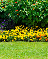 A bright flower bed with yellow marigolds and a green lawn.