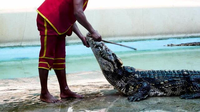 Crocodile show