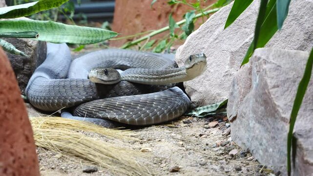 Mambas noirs
