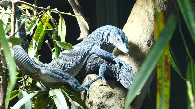 l&eacute;zards bleus