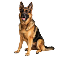 Adorable German Shepherd Sitting Proudly with Bright Eyes and a Beautiful Coat in a Studio Setting transparent background