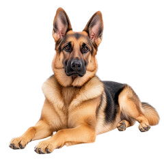 Obraz premium Majestic German Shepherd Looking with Intense Gaze, Perfectly Alert and Calm, Ideal for Pet Lovers and Dog Enthusiasts transparent background