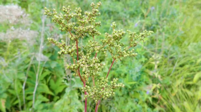 The seeds of the honeysweet (Filipendula ulmaria) in August. Floodplain forests of the Veryazhka River, a tributary of the Volkhov river.