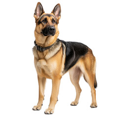 Majestic German Shepherd Standing Proudly, Displaying Strength and Loyalty in a Studio Setting transparent background