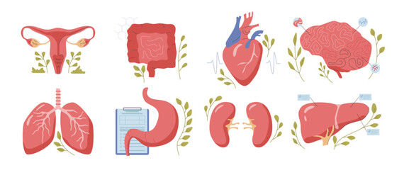 Human organs healthcare and treatment. Vector isolated set of heart, brain and cervix, lungs and liver, kidneys and stomach, digestive system. Healthy organism of people, examination and analysis