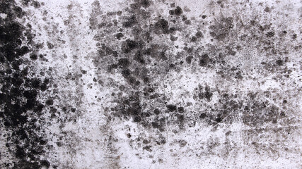 Black Mold Growth on White Wall Surface Texture