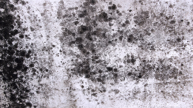 Black Mold Growth on White Wall Surface Texture