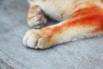 Ginger Cat's Paw on Concrete Surface - Close-up
