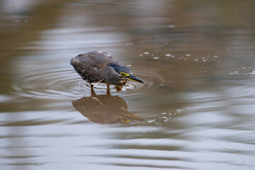 Striated Heron, also known as a Green-backed Heron fishing in the river