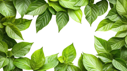 Leaves frame a dark center area