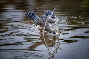 Striated Heron, also known as a Green-backed Heron fishing in the river