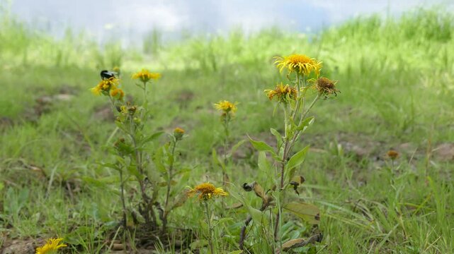 Elecampane, horseheal (Inula helenium) on wood river bank. Novgorod region