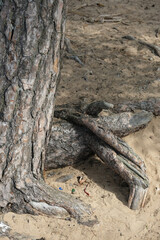 tree trunk and roots close up