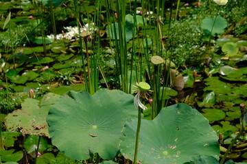 Padma (Nelumbo nucifera), the sacred lotus, is an aquatic plant that plays a major role in Indian...