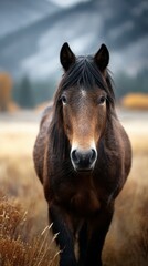 Obraz premium Horse standing confidently in a golden field surrounded by mountains during autumn twilight