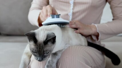 Video of a Siamese cat patiently lying still while being gently brushed at home. Great for pet care, grooming tutorials, calm routines, hygiene, animal behavior, and lifestyle content.