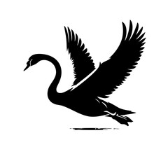 Fototapeta premium Black Swan In Flight Elegant Silhouette Of Soaring Bird