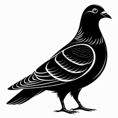 pigeon vector