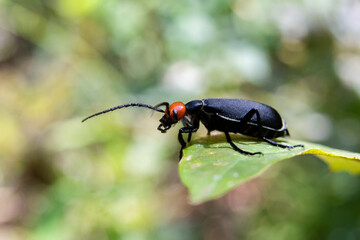 Selective focus on Epicauta, red head, black body on a green leaf insect background, and perfect green nature.