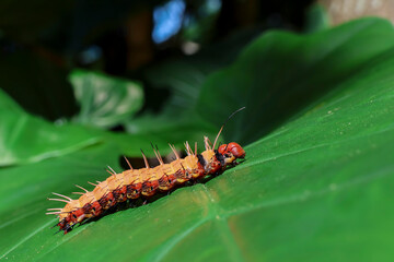 Selective focus. Big orange caterpillar with spines and scary eyes all around, and its hairs are poisonous. A big caterpillar in a Thai natural background.