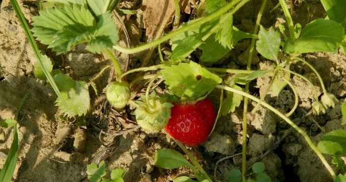 Ripe Strawberries Growing in the Garden