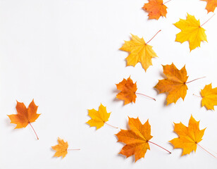 Fototapeta premium 秋の色に染まった落ち葉 もみじ 白背景