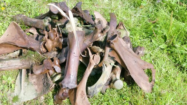 Old moose bones recovered from marshland, reliquiae. They are probably thousands of years old, since biological objects persist for long time in an acidic, oxygen-free environment. - Fossilization