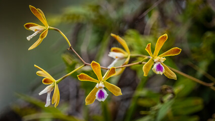 Tampa Butterfly Orchids also know as Florida Butterfly Orchids growing wild in Myakka River State Park ion Sarasota Fliorida USA
