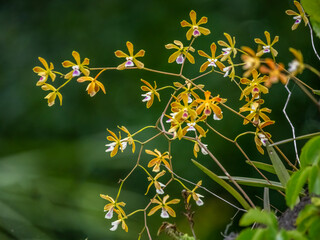 Tampa Butterfly Orchids also know as Florida Butterfly Orchids growing wild in Myakka River State...