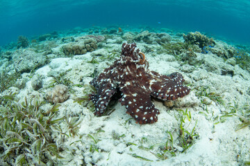 An octopus, Octopus cyanea, explores a shallow seafloor of sand, seagrass, and coral in Wakatobi National Park, Indonesia. Octopus are extremely intelligent but rarely live longer than 12-15 months.