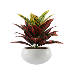 Floating croton plant in decorative pot on a solid white background