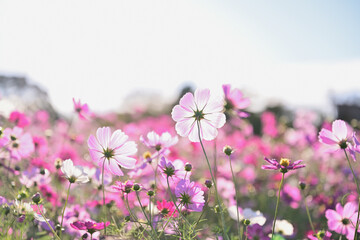 淡い光が当たるピンクのコスモス