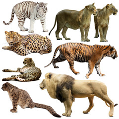 Set of wild mammals animals from cat family isolated on white background