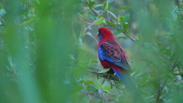 Blue and red rosella