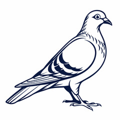 pigeon vector