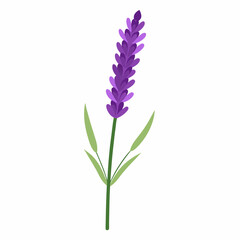 Realistic Vector Illustration of a Lavender Flower Spike – Botanical Clipart, Aromatherapy Herb, Purple Floral Isolated Design, Nature Element, Medicinal Plant, Spa Decor, Editable EPS
