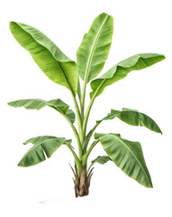 Lush Green Banana Plant with Vibrant Leaves Isolated on transparent background Ideal for Tropical Designs and Nature Themes