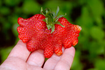 Large strawberry of unusual interesting shape on hand. Fresh ripe summer straw berry