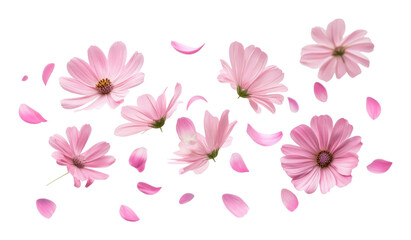Fototapeta premium PNG Flying flower group flowers petals floating.