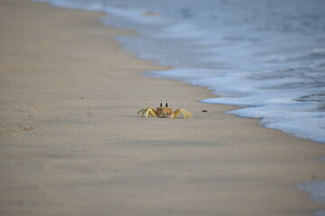 Crabs walking freely on the beach
