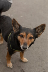 A small dog with a striking black and tan coat stands confidently on a busy city street, its alert expression and perky ears attracting the attention of curious passersby