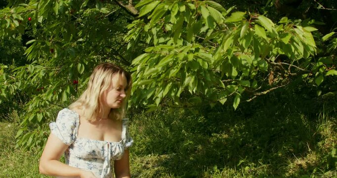 Young Woman Picking Cherries into a Wicker Basket from a Tree


