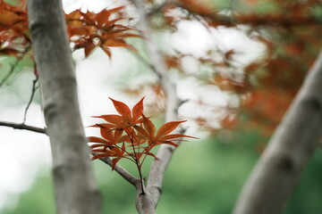 autumn leaves in the sun