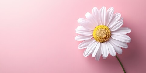 Delicate white daisy with a yellow center against a soft pink background showcasing nature's beauty