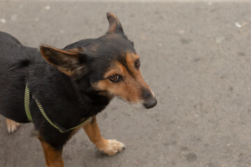 A small black and brown dog, securely fitted in a safety harness, stands out vividly on a bustling...
