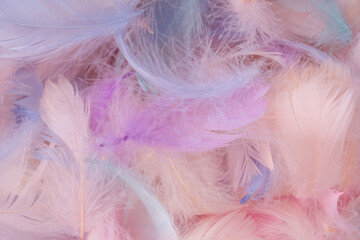 Obraz premium Colorful feather background, top view.