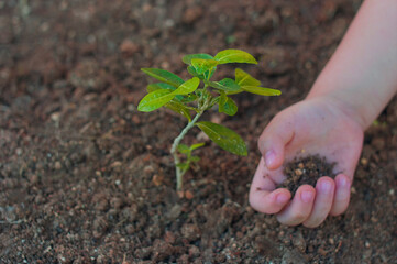 hands planting a plant