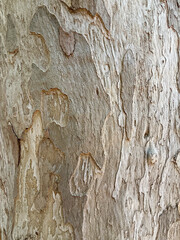 Close-up of textured tree bark with natural patterns and shades of brown. The surface shows peeling layers and rough textures, highlighting the organic beauty of wood.